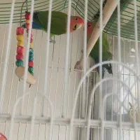 طوطی برزیلی جفت با قفس