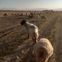 قوچ فروشی|حیوانات مزرعه|مرودشت, محمد آباد|دیوار