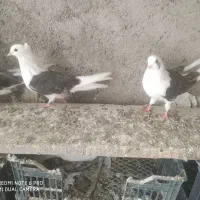 سه عدد پشتار