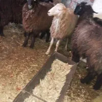 میش وبره|حیوانات مزرعه|گتوند, |دیوار