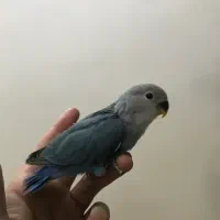 طوطی برزیلی