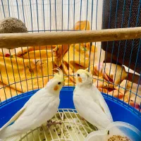 عروس هلندی|پرنده|مشهد, هفت تیر (آب و برق)|دیوار