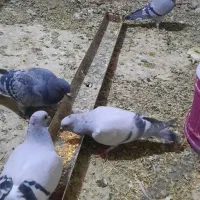 کبوتر طوقی سبز مگس شامی کرمانی کاغذی|پرنده|میرجاوه, |دیوار