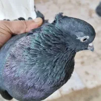 زاغ دم سفیدکاکلی|پرنده|بهارستان, |دیوار