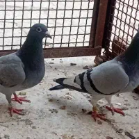 کبوتر پلاکی . تهرونی کشیده زاغ همه مولد