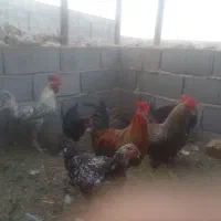 هفت خروس جوان سرحال|حیوانات مزرعه|اصفهان, شهرستان|دیوار