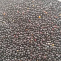 انواع بذر گندم موجود هست|گل و گیاه طبیعی|آق قلا, |دیوار