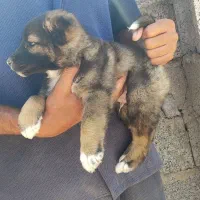 چند عدد سگ سرابی