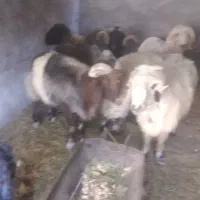 فروش بره قوچ مرغوب بختیاری و عربی|حیوانات مزرعه|مهریز, |دیوار