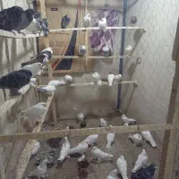 کبوتر سرای اسلام|پرنده|مرند, |دیوار