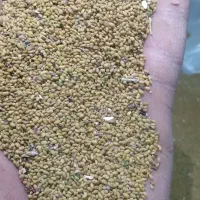 بذر یونجه|گل و گیاه طبیعی|شیروان (خراسان), |دیوار