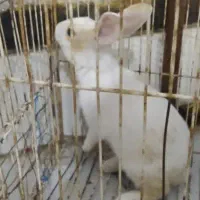 خرگوش