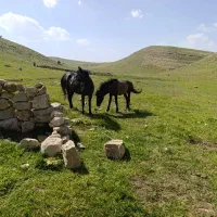 مادیون و اسب
