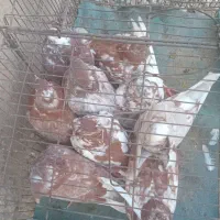کبوتر زاغ کلاهی و گرگی کلاهی|پرنده|حاجی آباد, |دیوار