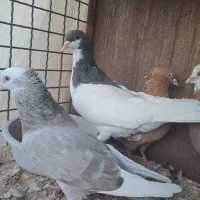 کبوتر|پرنده|قزوین, |دیوار