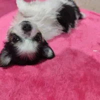 سگ پامر|سگ|فردیس, ثابتی|دیوار