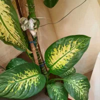 دیفن باخیا ( ۲متری)|گل و گیاه طبیعی|مراغه, |دیوار