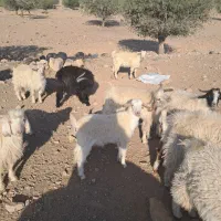 تعداد کهره نر موجود ۹۵۰۰ تقریبا|حیوانات مزرعه|بافت, |دیوار