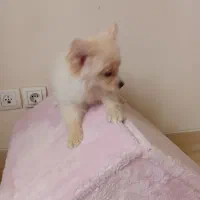 سگ پامر خرسیه هلندی