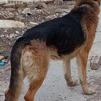 فردش 2تا سگ جوان