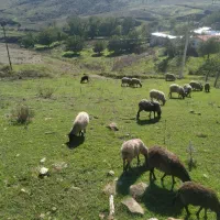 تعدادی گوسفند رومانف به فروش میرسد|حیوانات مزرعه|کلیبر, |دیوار