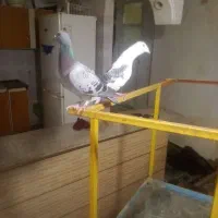 جفت پلاکی|پرنده|مسجد سلیمان, |دیوار