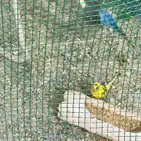 مرغ عشق|پرنده|بندر دیر, |دیوار