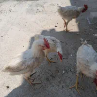 ۴۰۰۰۰۰۰|حیوانات مزرعه|جوزار, |دیوار