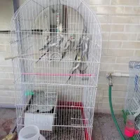 ۷عدد عروس هلندی با وسایل