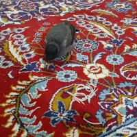 مینا
