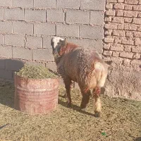 بره نر|حیوانات مزرعه|ارسنجان, |دیوار