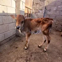 گوساله کوچک