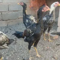 جوجه خروس لاری|حیوانات مزرعه|ایرانشهر, |دیوار