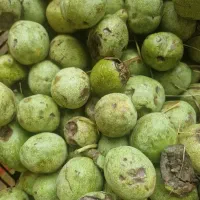 گردو پوست کاغذی همدان