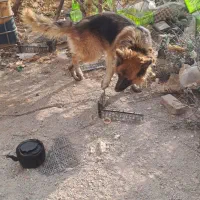 سگ ژرمن|سگ|قزوین, |دیوار