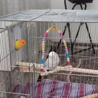 جفت طوطی برزیلی اوپال معوضه فنچ