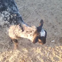 بره رومانف لنگه چند قلو نر و ماده|حیوانات مزرعه|جلگه ماژان, |دیوار