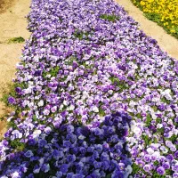 بنفشه F2|گل و گیاه طبیعی|پاکدشت, پاکدشت (مامازند)|دیوار