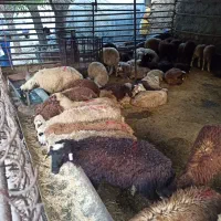 حاج چوار زنده دریاچه