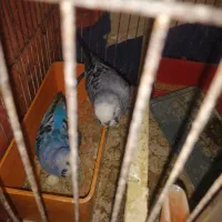 مرغ عشق|پرنده|شادگان, |دیوار