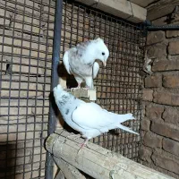 طوقی|پرنده|آباده, |دیوار