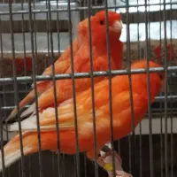 تعدادی رد فکتور و مزایکی تیب یک اورجینال