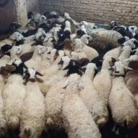 بره رزاق بهترین گوشت بصرفه مشتری 25 درصد تخفیف