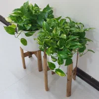 فیکوس لیراتا