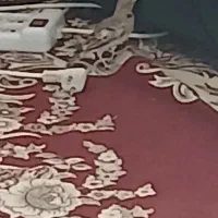 سهره خاکی|پرنده|زرقان, |دیوار