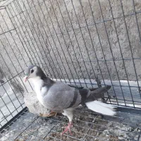 کبوتر دمگیر سیاه پشت