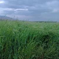علف زعفران رایگان شهرک صومعه