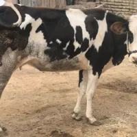 گاو خارجی با گوساله|حیوانات مزرعه|کرخه, |دیوار