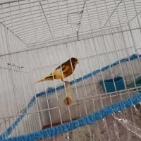 قناری ابلغ پرتقالی