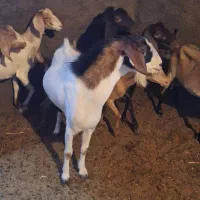 گوسفند نربنه